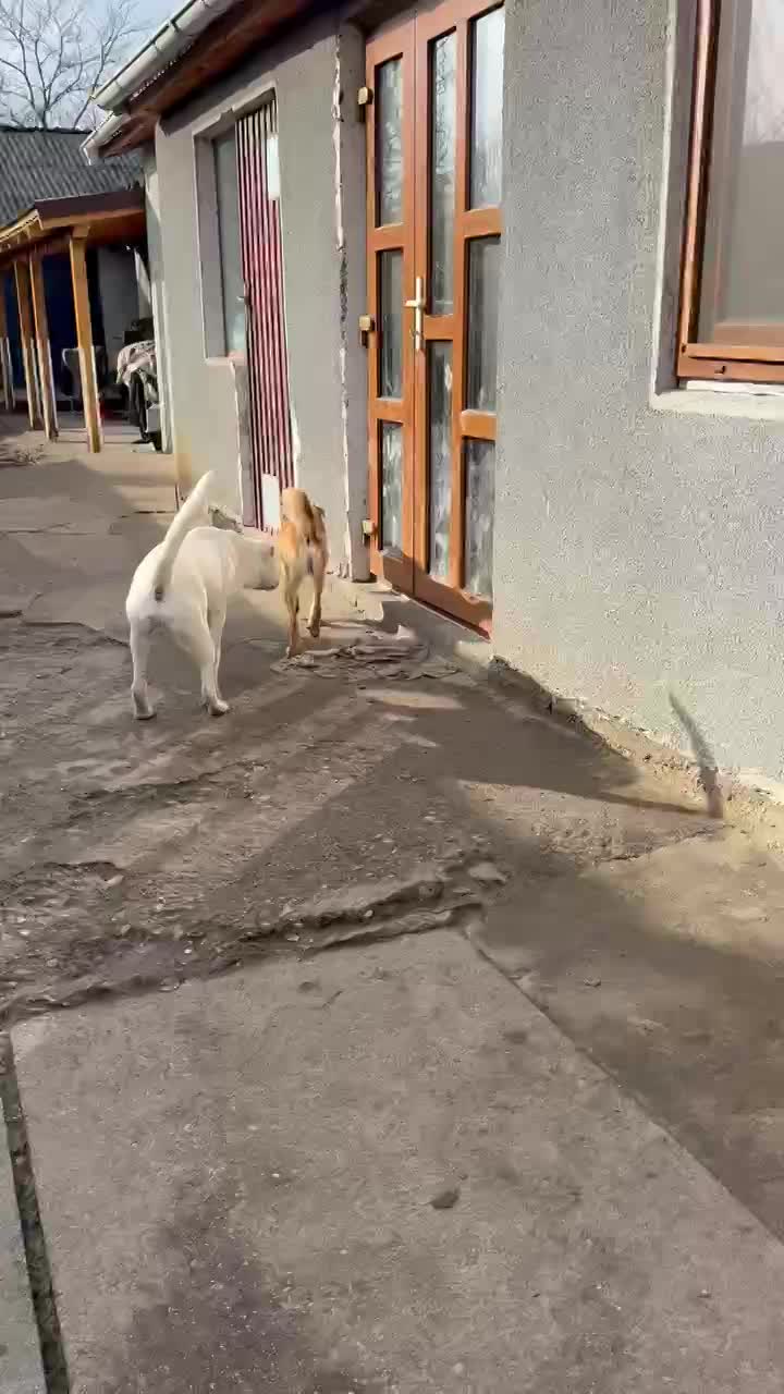 💛 Pedro – zeldzaam in karakter, een hart van puur goud 🐾