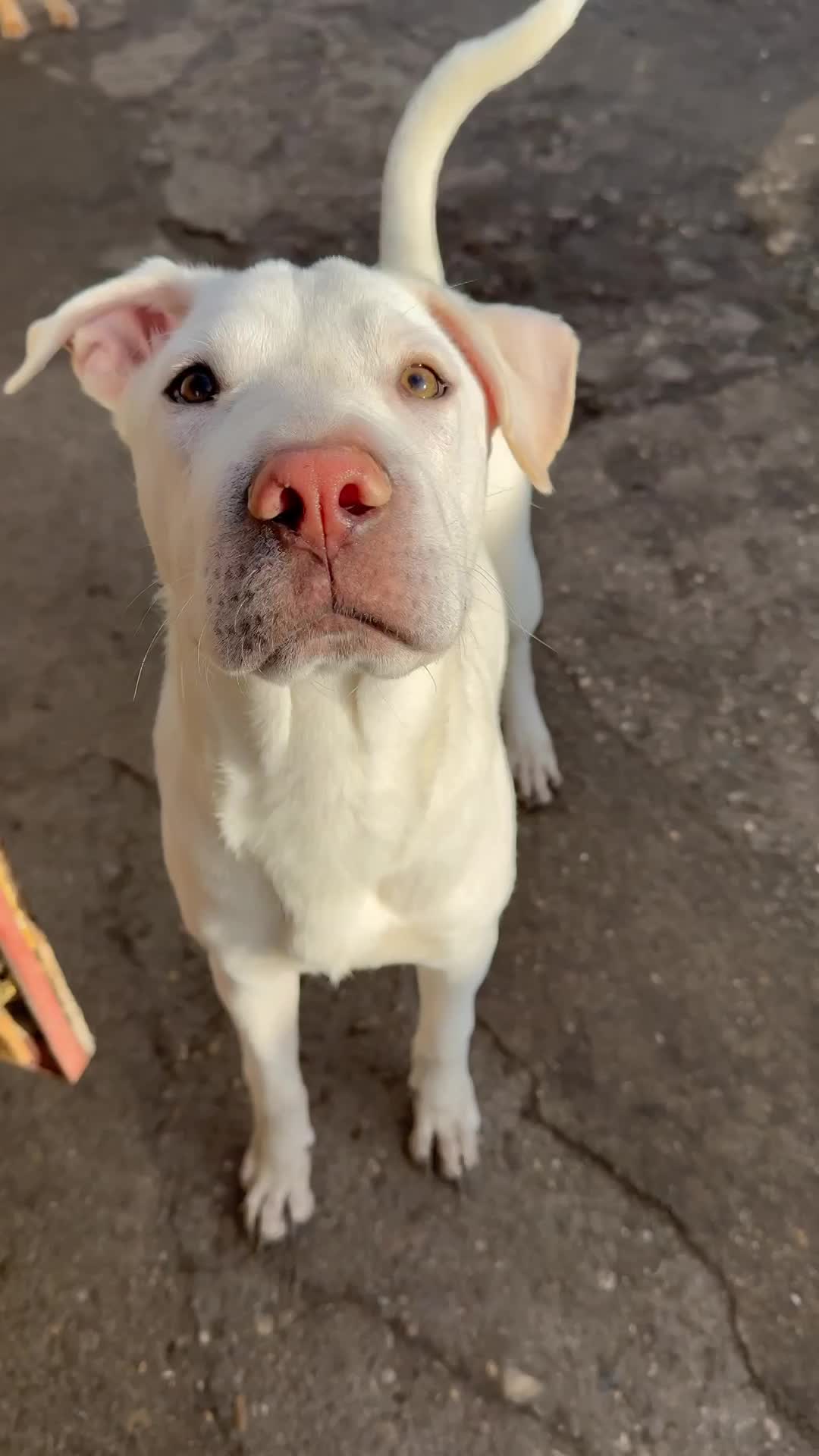 💛 Pedro – zeldzaam in karakter, een hart van puur goud 🐾