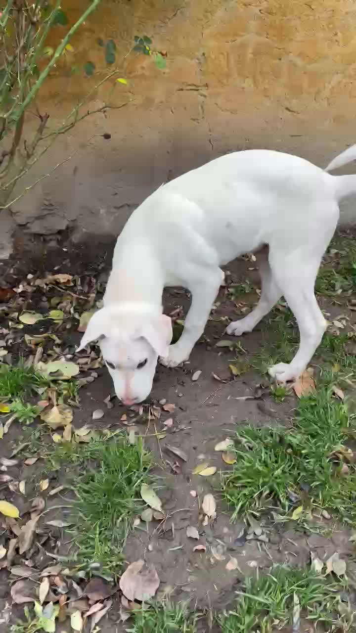 💛 Pedro – zeldzaam in karakter, een hart van puur goud 🐾