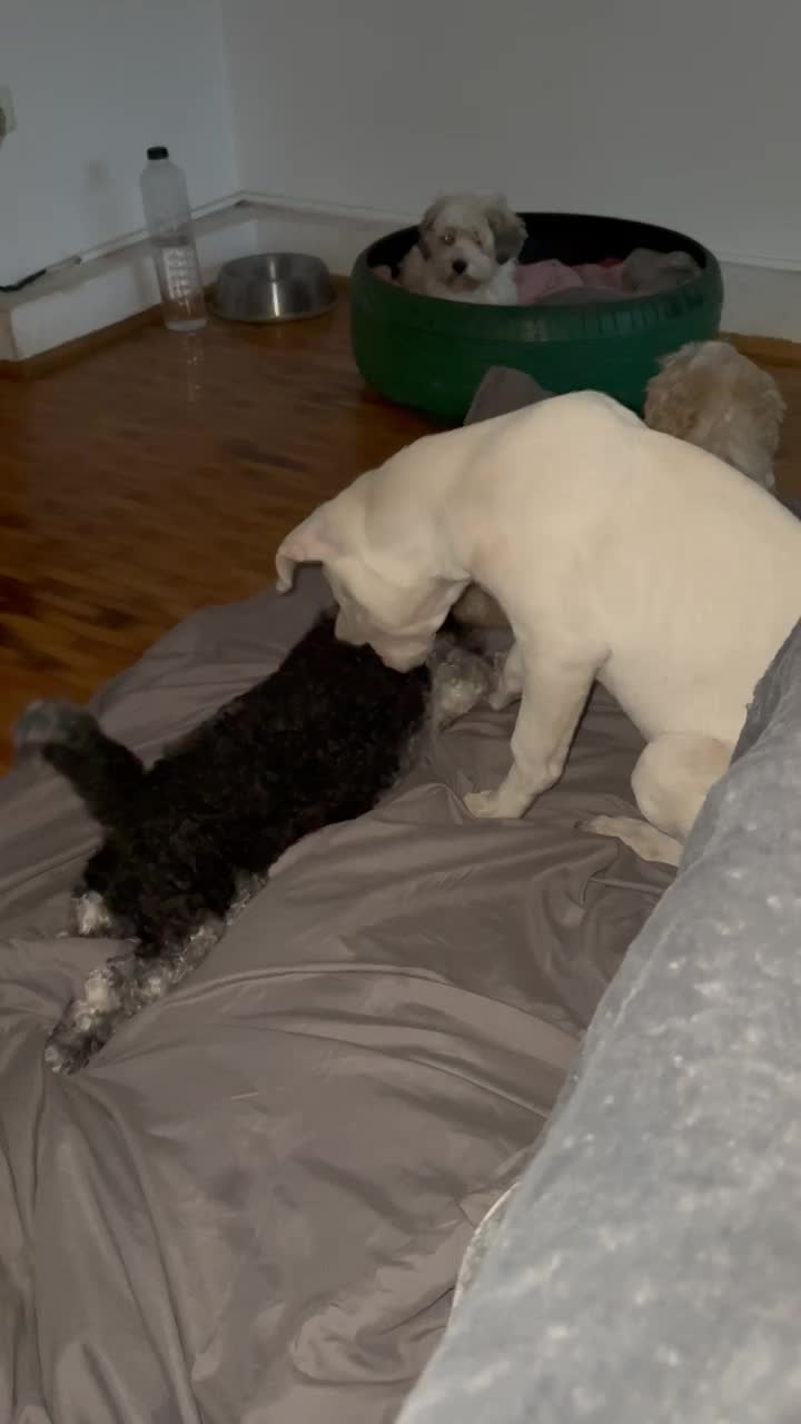 💛 Pedro – zeldzaam in karakter, een hart van puur goud 🐾