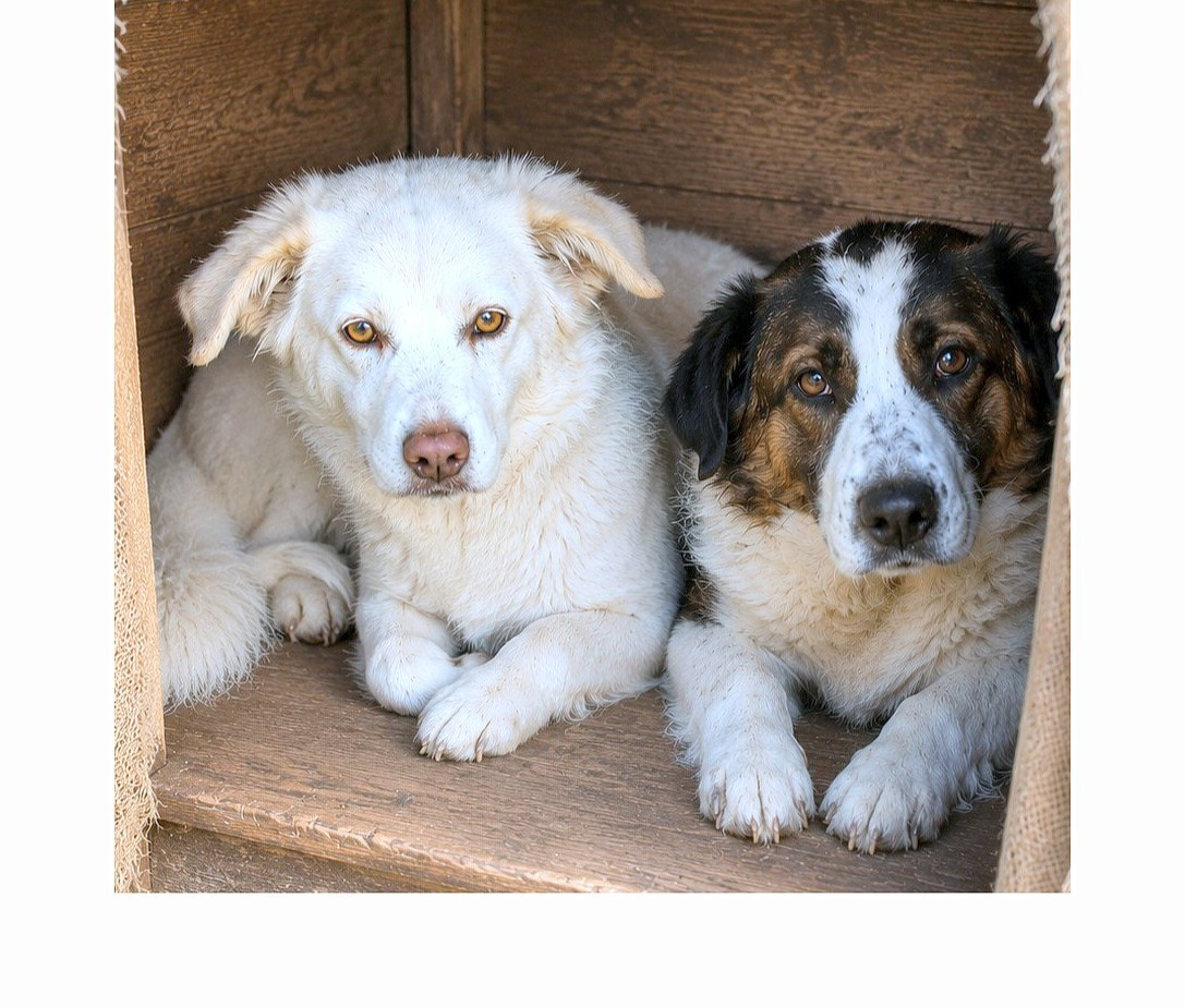 Bowie & Charlie (duo adoptie)