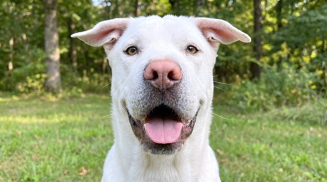 Pedro