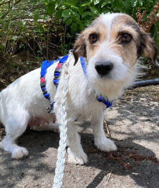 J U L I A   *** GEADOPTEERD ***