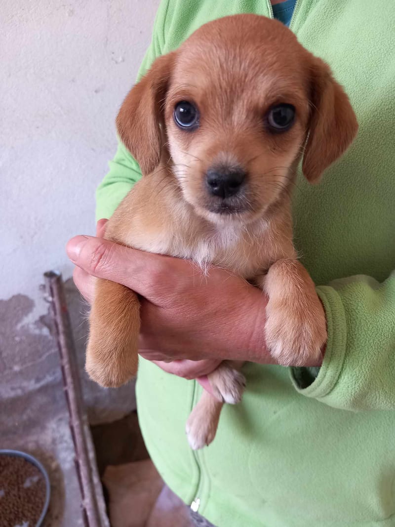 L I L Y   ***   G E A D O P T E E R D  ***