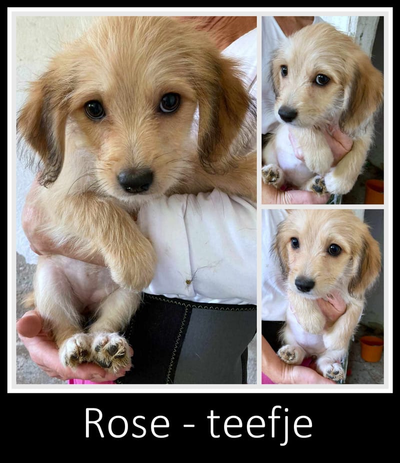 R O S E  ***   G E A D O P T E E R D  ***