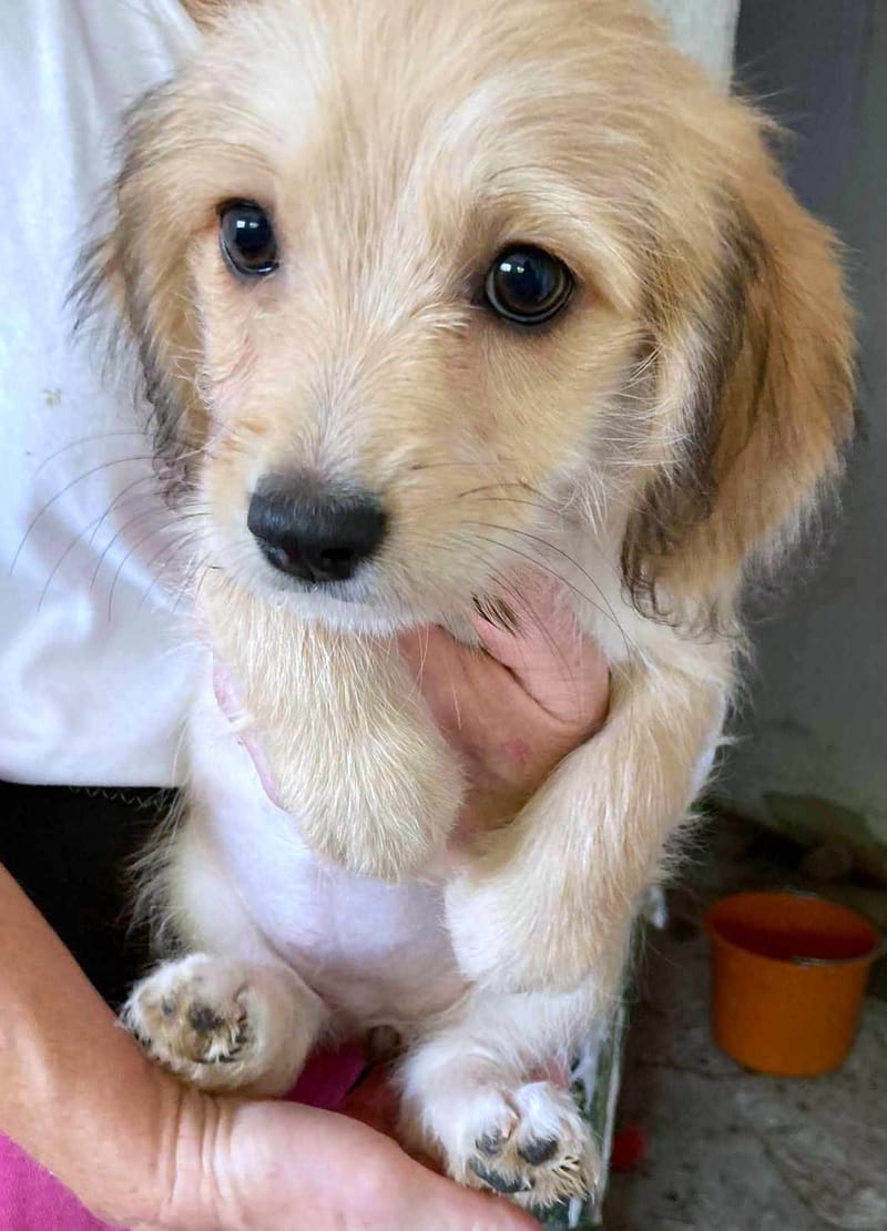 R O S E  ***   G E A D O P T E E R D  ***