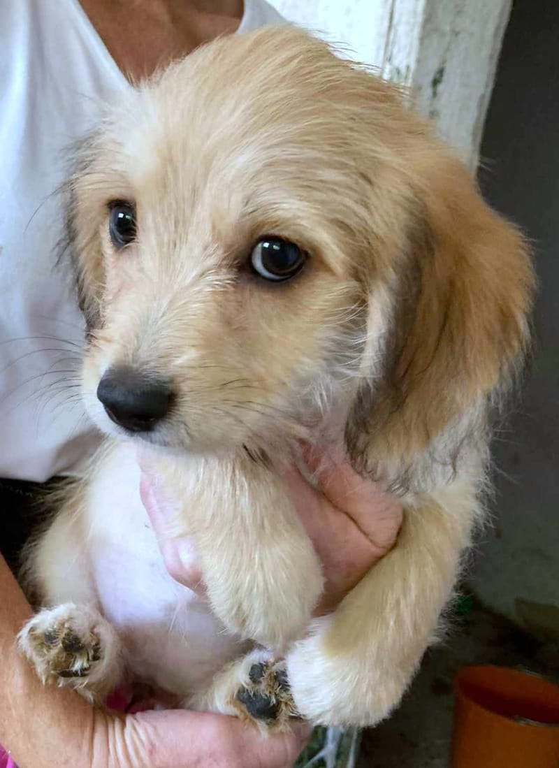 R O S E  ***   G E A D O P T E E R D  ***