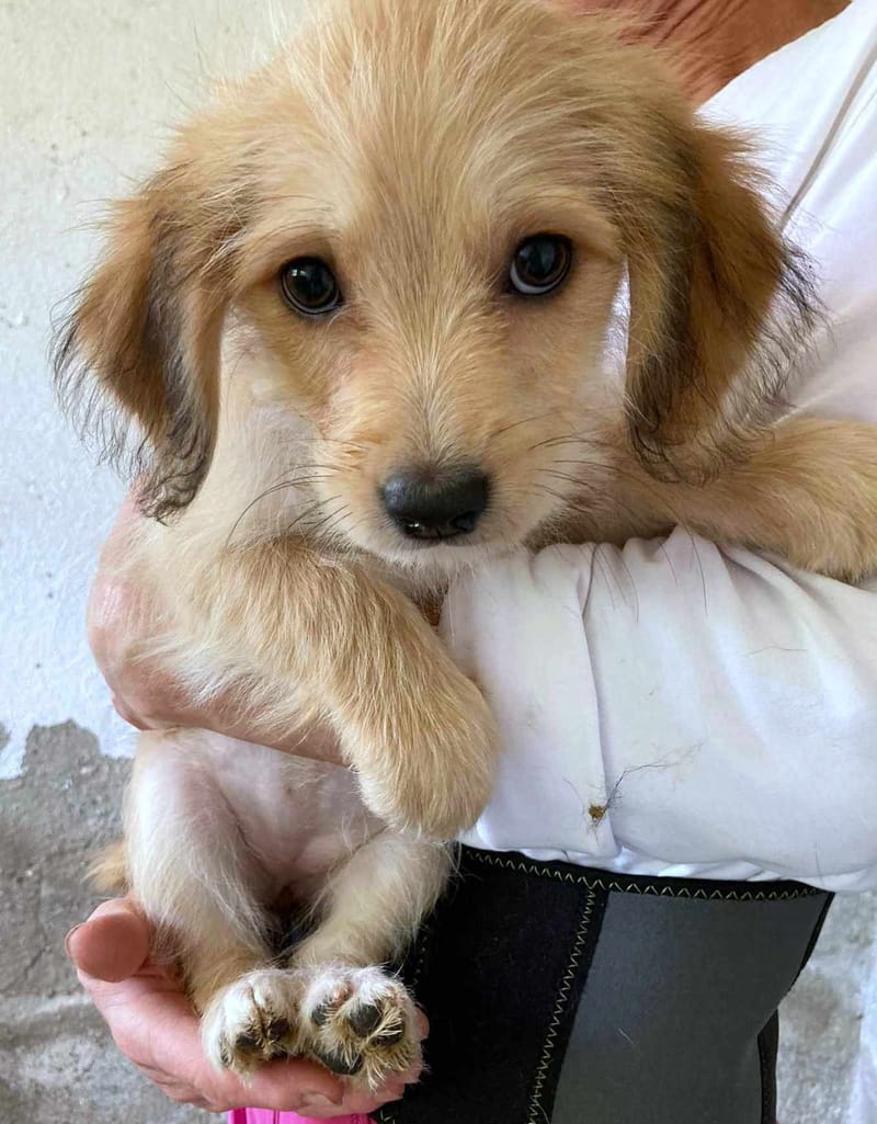 R O S E  ***   G E A D O P T E E R D  ***