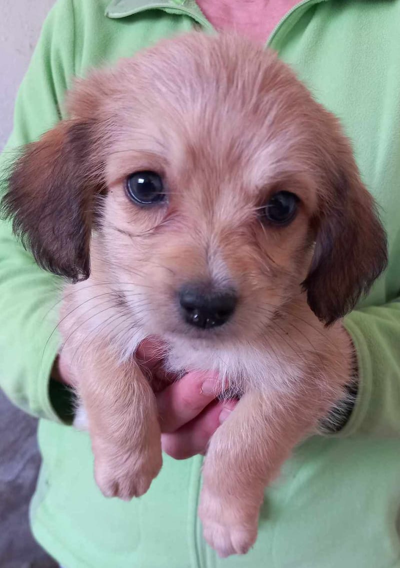 R O S E  ***   G E A D O P T E E R D  ***