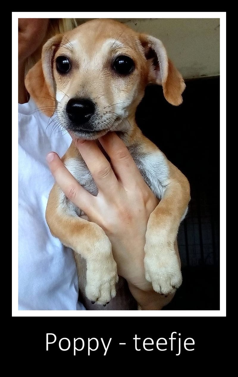 P O P P Y *** G E A D O P T E E R D IN UK ***