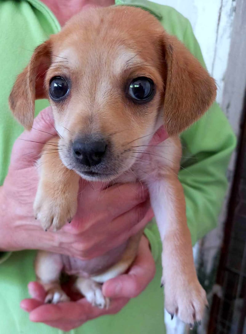 P O P P Y *** G E A D O P T E E R D IN UK ***