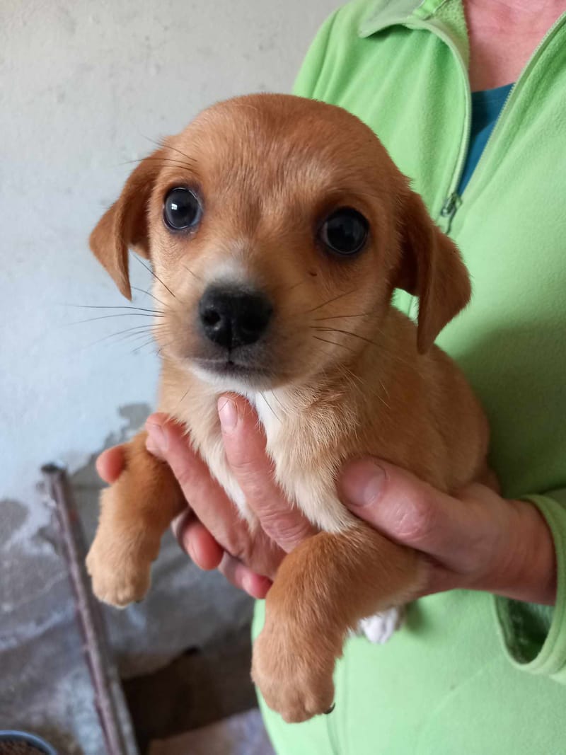 C A M I L L E *** G E A D O P T E E R D IN UK ***