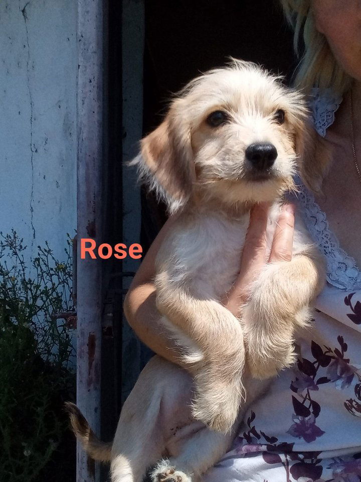 R O S E  ***   G E A D O P T E E R D  ***