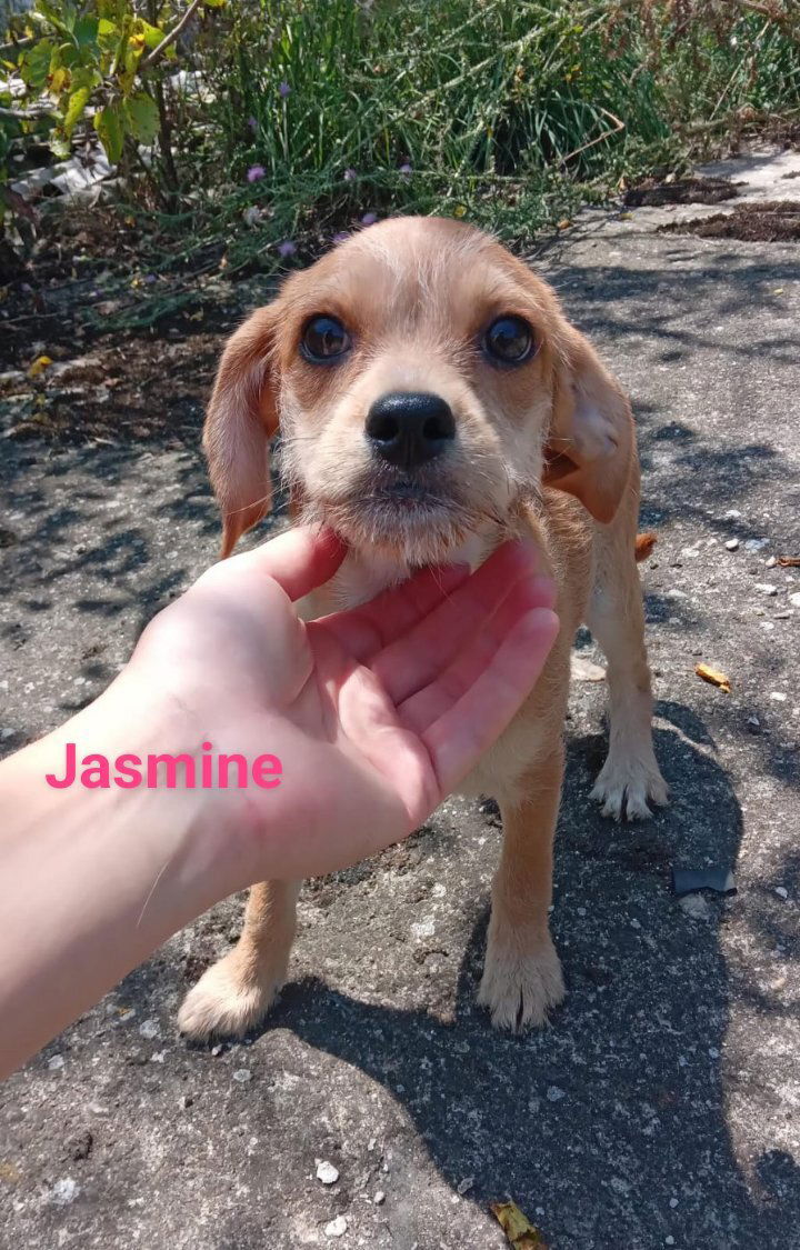 J A S M I N E    ***  G E A D O P T E E R D  IN  UK ***