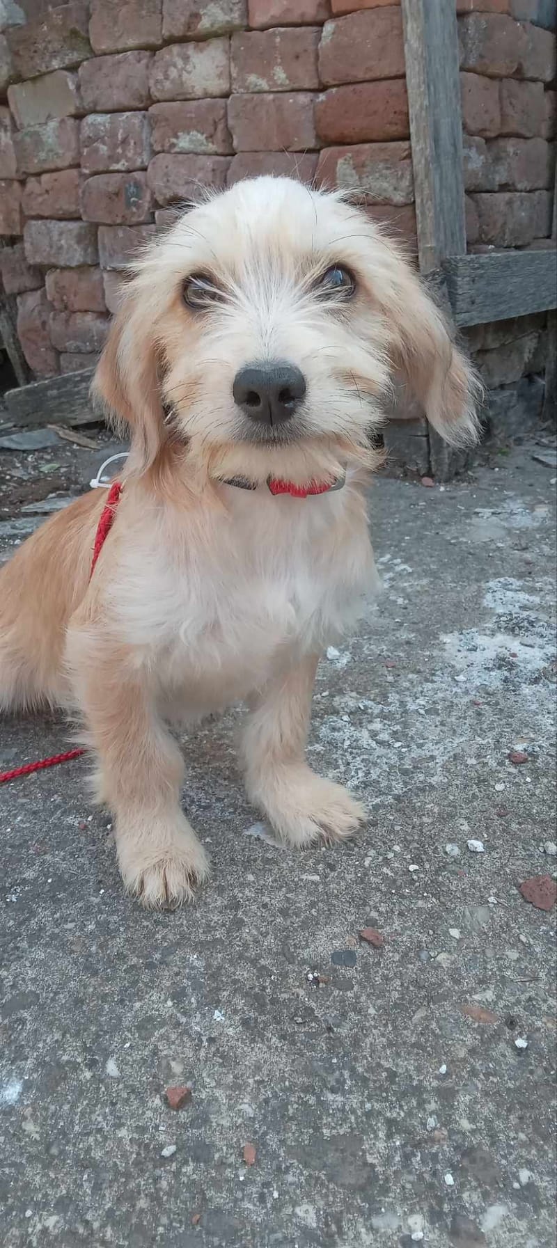 R O S E  ***   G E A D O P T E E R D  ***