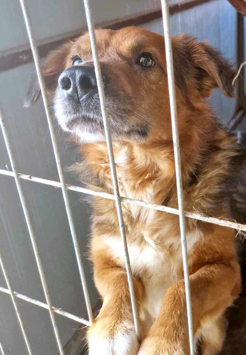 B R U N O    *** G E A D O P T E E R D  ***