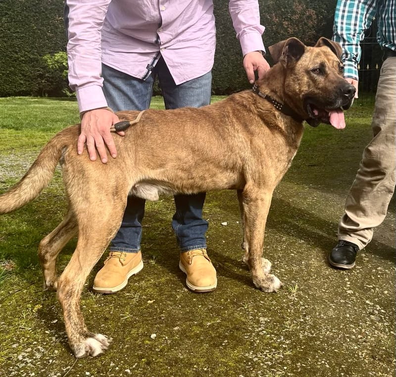 R O L L Y   ***   G E A D O P T E E R D  ***