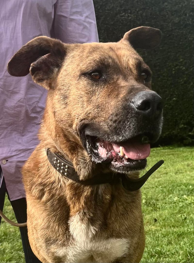 R O L L Y   ***   G E A D O P T E E R D  ***