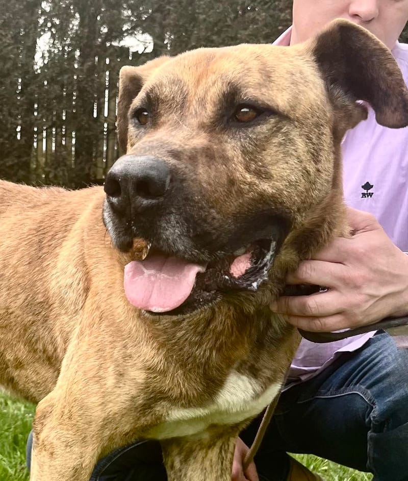 R O L L Y   ***   G E A D O P T E E R D  ***