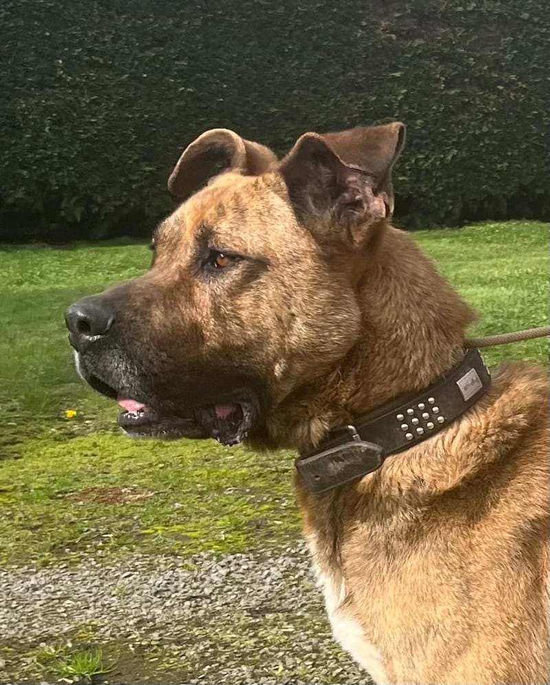 R O L L Y   ***   G E A D O P T E E R D  ***