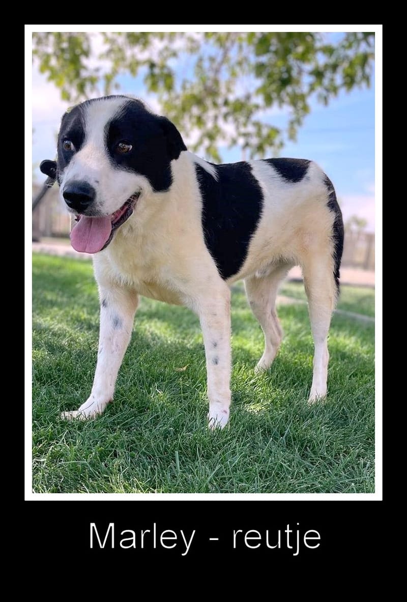 M A R L E Y ***ADOPTIEBIJDRAGE GESPONSORD - REEDS BIJNA 2 JAAR IN SHELTER - ZIE INFO ***