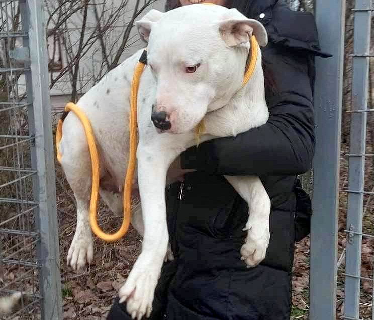 E V I T A   🙏🙏DRINGEND EEN THUISJE VOOR LIEF EEFJE (EVITA) 🙏🙏 