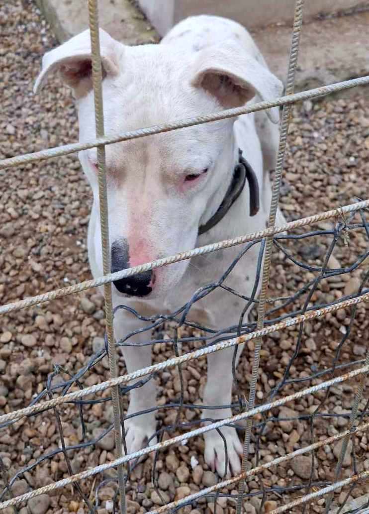 E V I T A   🙏🙏DRINGEND EEN THUISJE VOOR LIEF EEFJE (EVITA) 🙏🙏 