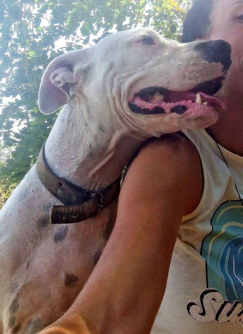 E V I T A   🙏🙏DRINGEND EEN THUISJE VOOR LIEF EEFJE (EVITA) 🙏🙏 