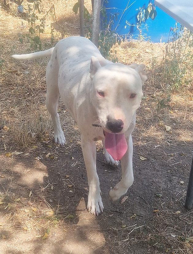 E V I T A   🙏🙏DRINGEND EEN THUISJE VOOR LIEF EEFJE (EVITA) 🙏🙏 