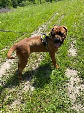 ❤ ❤ ❤ IS ER ERGENS EEN GOUDEN MAND VOOR GINA? ❤ ❤ ❤ 