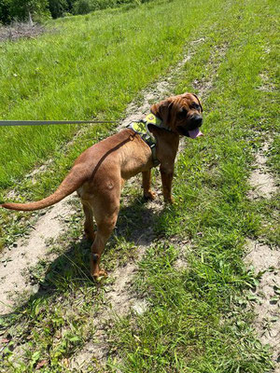 ❤ ❤ ❤ IS ER ERGENS EEN GOUDEN MAND VOOR GINA? ❤ ❤ ❤ 