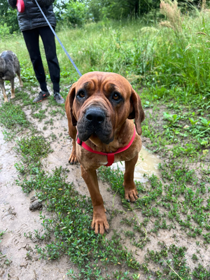 ❤ ❤ ❤ IS ER ERGENS EEN GOUDEN MAND VOOR GINA? ❤ ❤ ❤ 