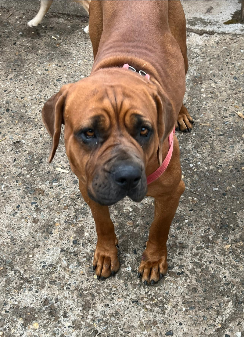 ❤ ❤ ❤ IS ER ERGENS EEN GOUDEN MAND VOOR GINA? ❤ ❤ ❤ 