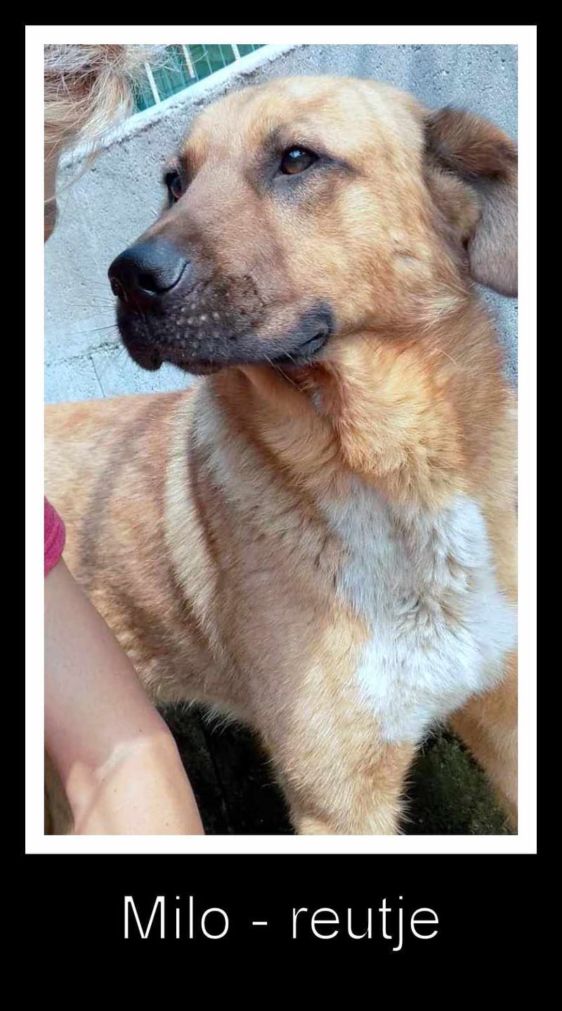 M I L O **** GEADOPTEERD ****