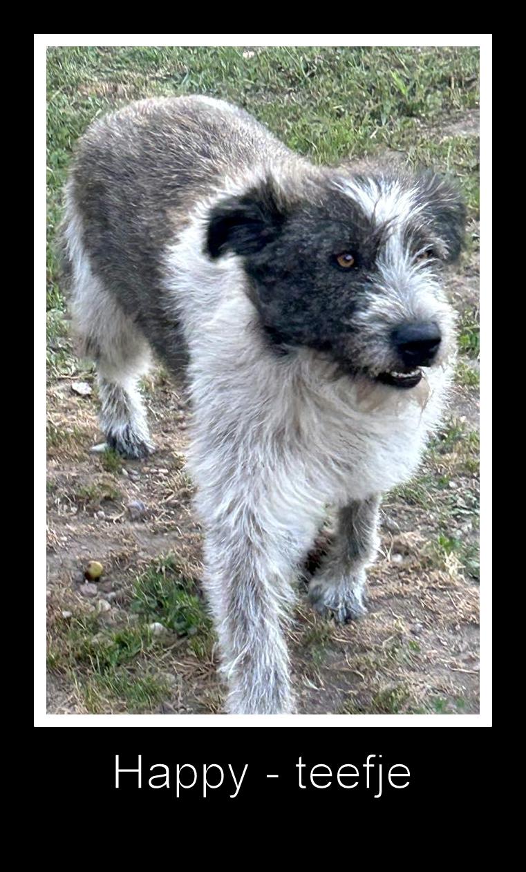 H A P P Y  *** GEADOPTEERD ***