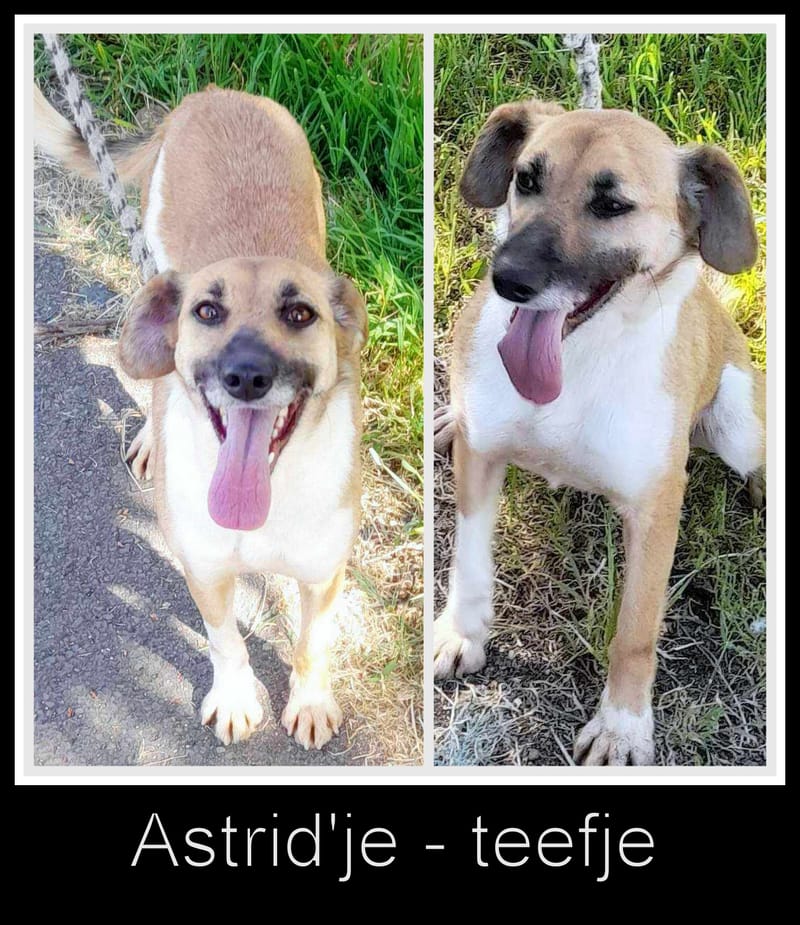 A S T R I D *** G EA D O P T E E R D ***