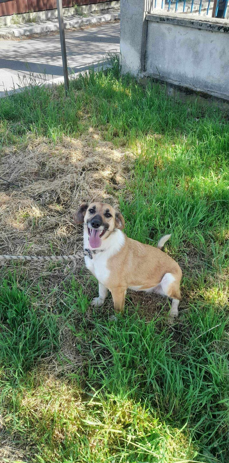 A S T R I D *** G EA D O P T E E R D ***