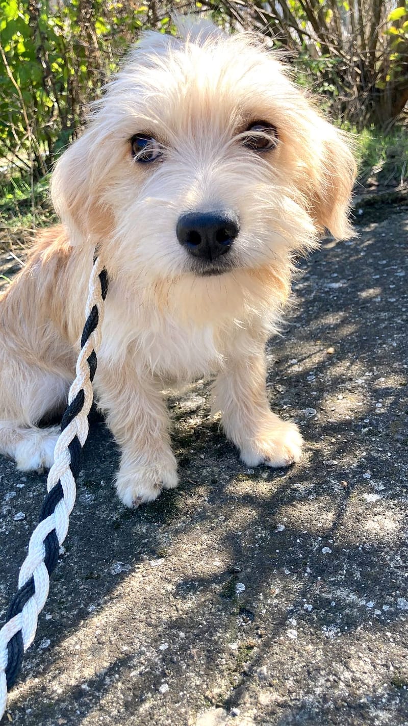 R O S E  ***   G E A D O P T E E R D  ***