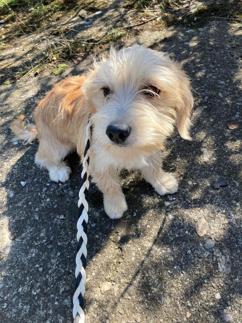 R O S E  ***   G E A D O P T E E R D  ***