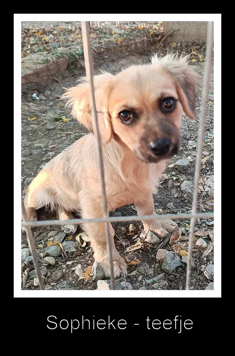 S O P H I E K E   ***   G E A D O P T E E R D    ***