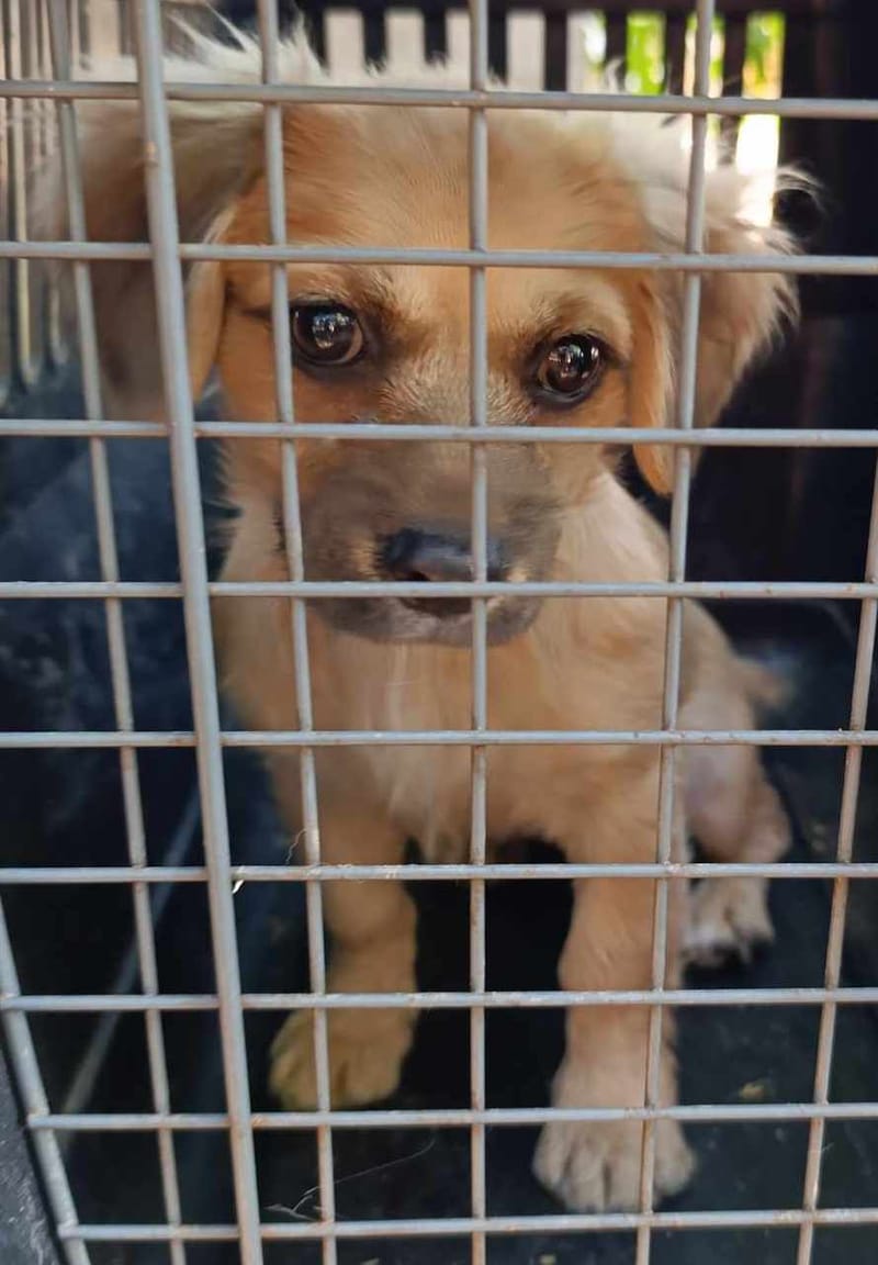 S O P H I E K E   ***   G E A D O P T E E R D    ***