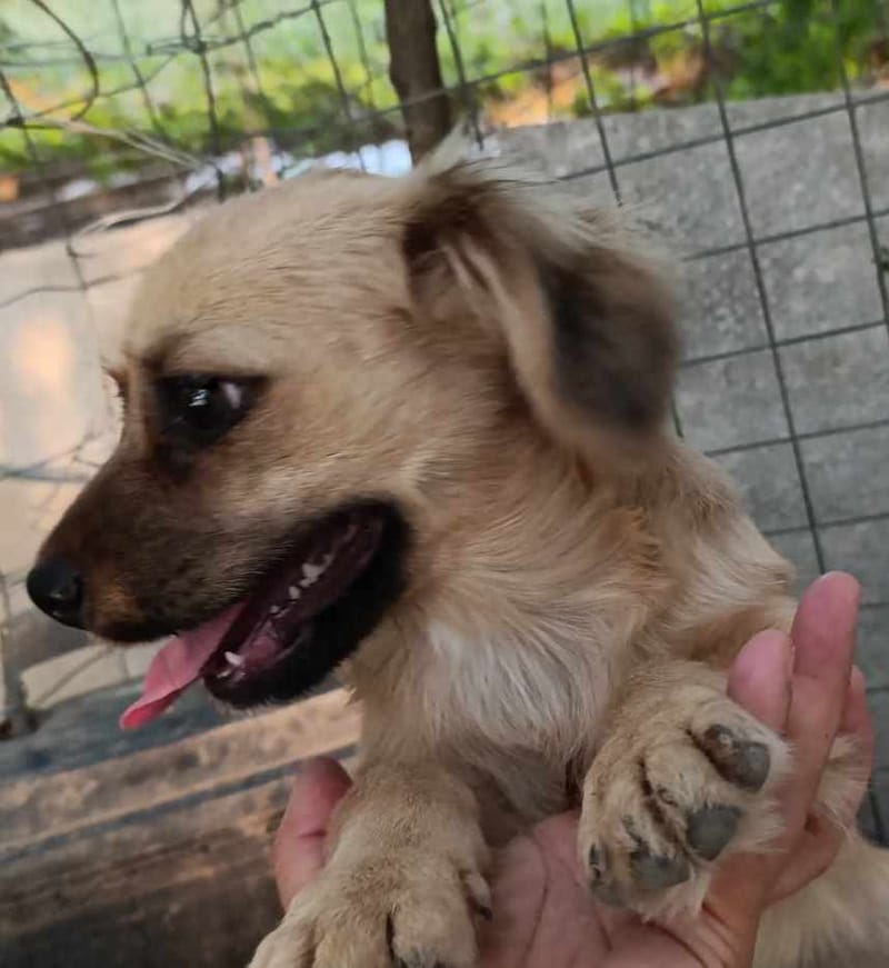 S O P H I E K E   ***   G E A D O P T E E R D    ***