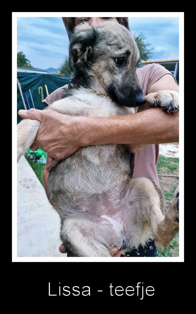 L I S S A      *** G E A D O P T E E R D  ***