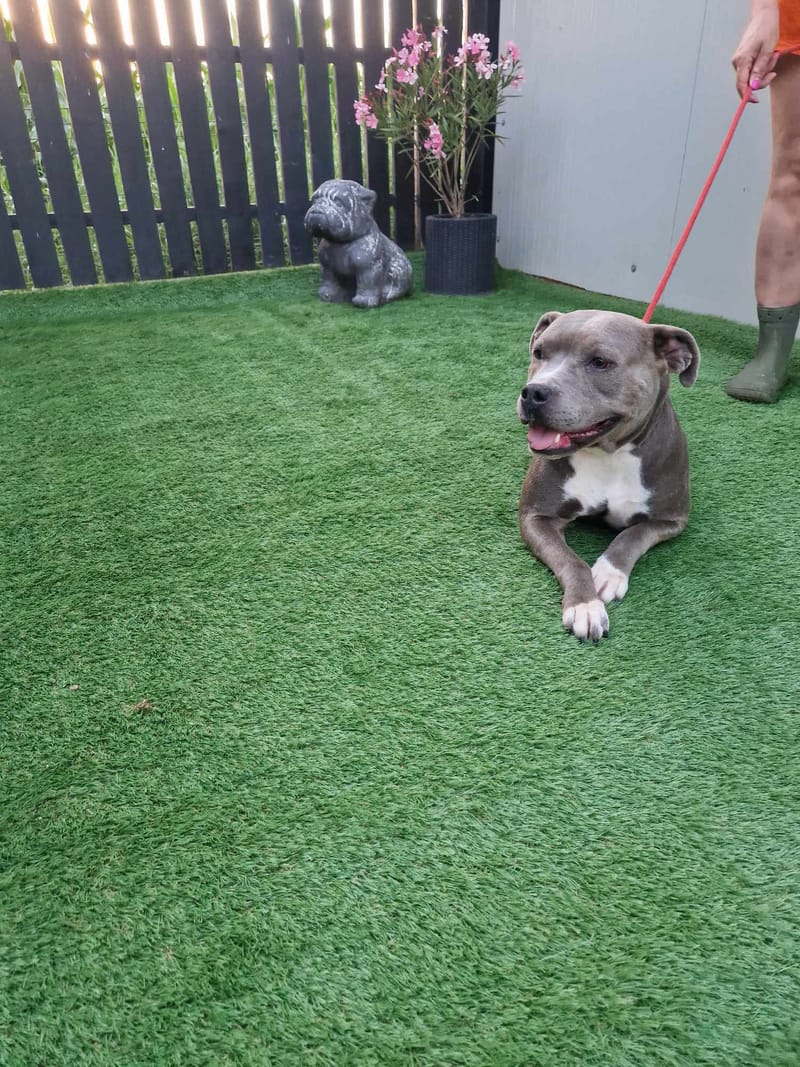 H E R A     ****   G E A D O P T E E R D   ****