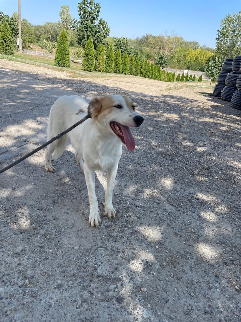 S O P H I E K E  *** G E A D O P T E E R D ***