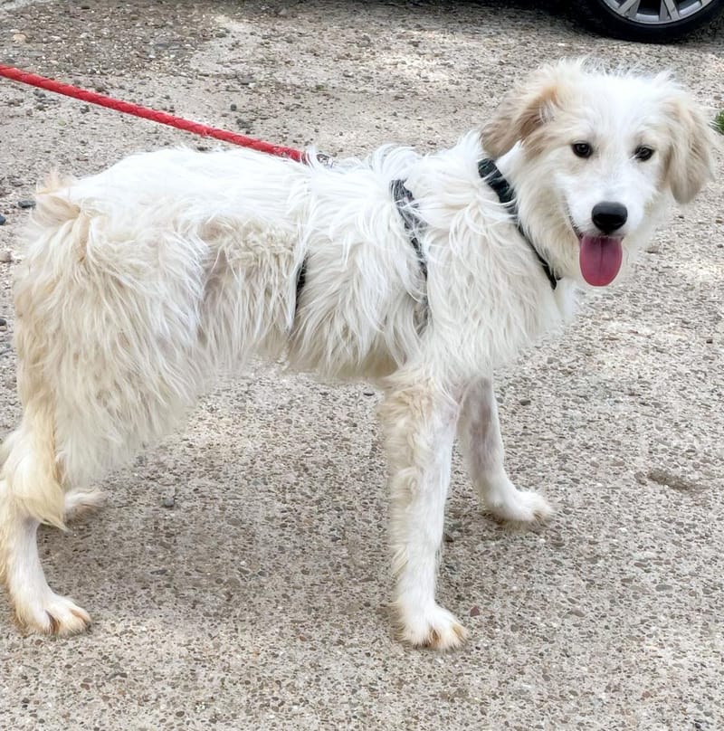 M A R I E K E  *** G E A D O P T E E R D ***