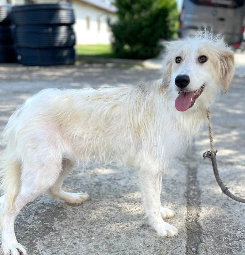 M A R I E K E  *** G E A D O P T E E R D ***