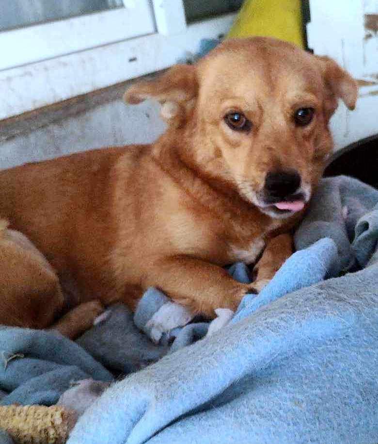 M A N G O    ***   G E A D O P T E E R D     ***