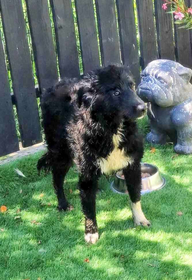 D A I S Y  *** GEADOPTEERD IN UK - DUO MET MONTY - MOGELIJK VOOR BELGIE  ***