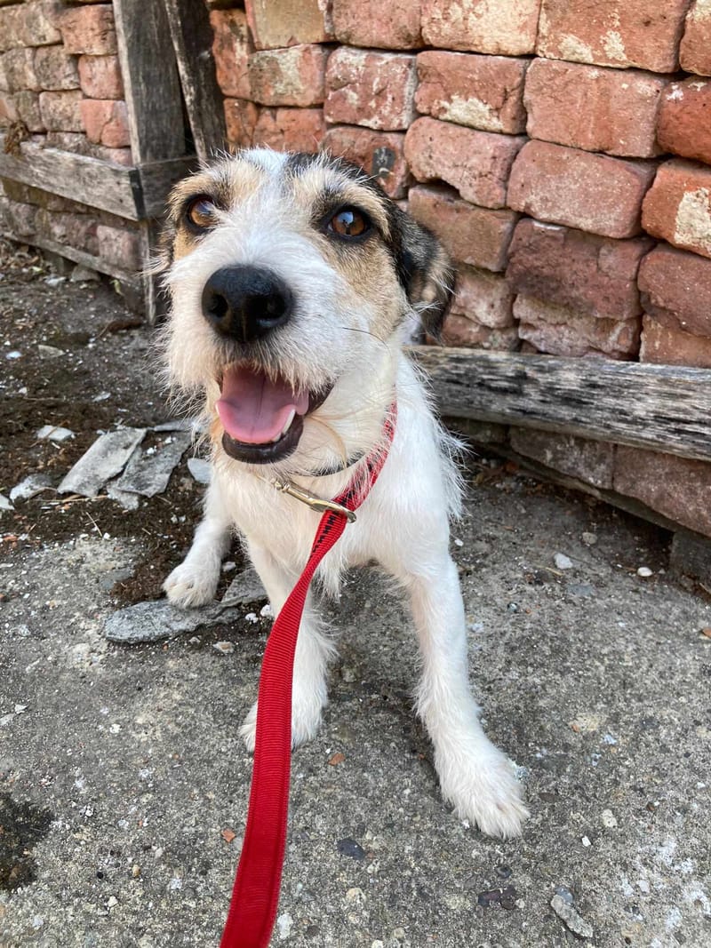 J U L I A   *** GEADOPTEERD ***